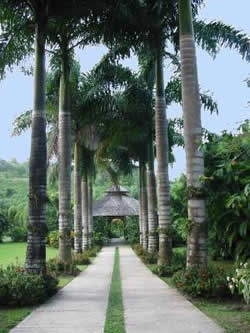 Cranbrook Palm Walk