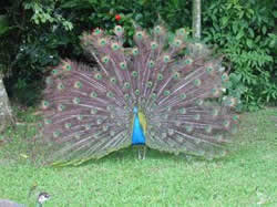 Peacock at Cranbrook Flower Forest