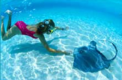 Dolphin's Cove swimming with stingrays